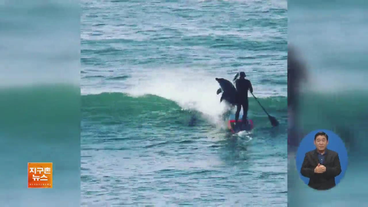 [지구촌 화제 영상] ‘파도 위 교통사고?’ 돌고래와 충돌한 서퍼
