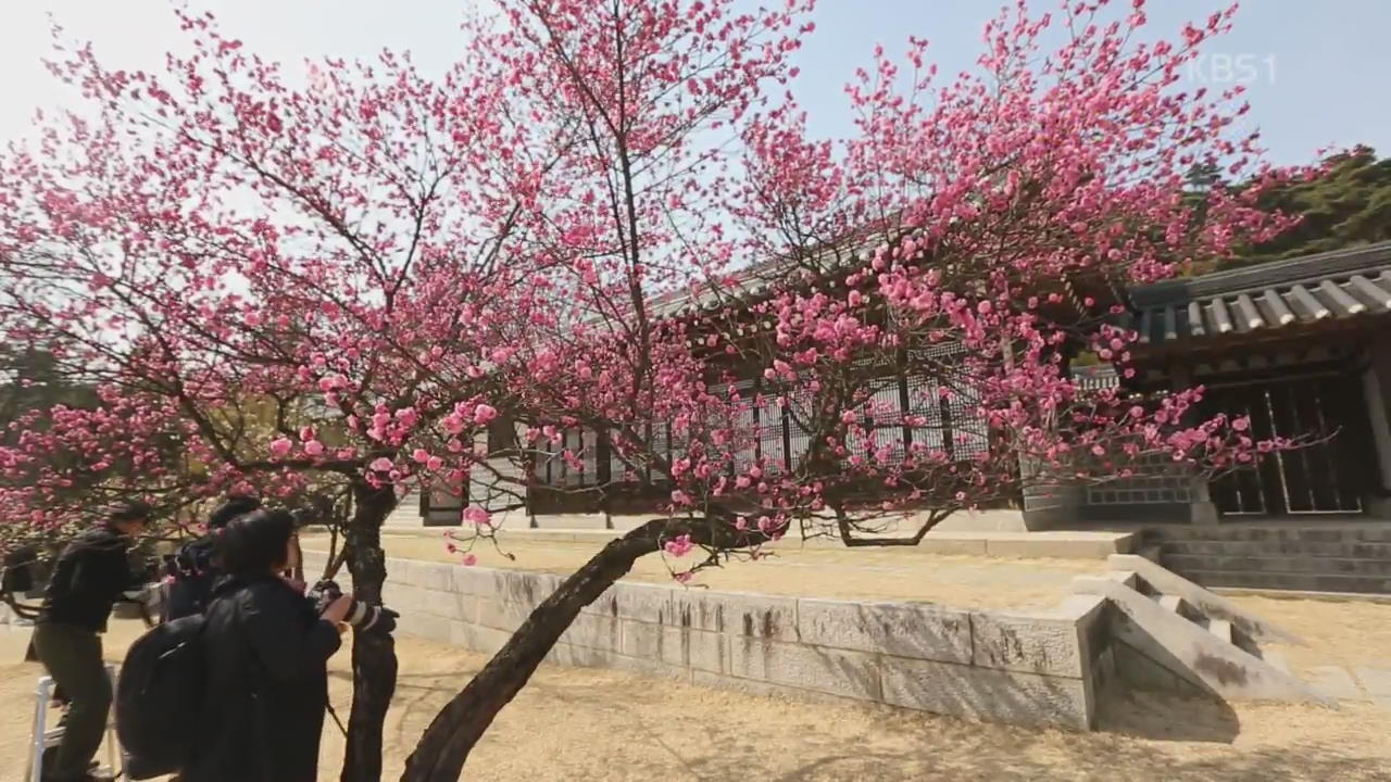 [뉴스광장 영상] 현충사의 봄