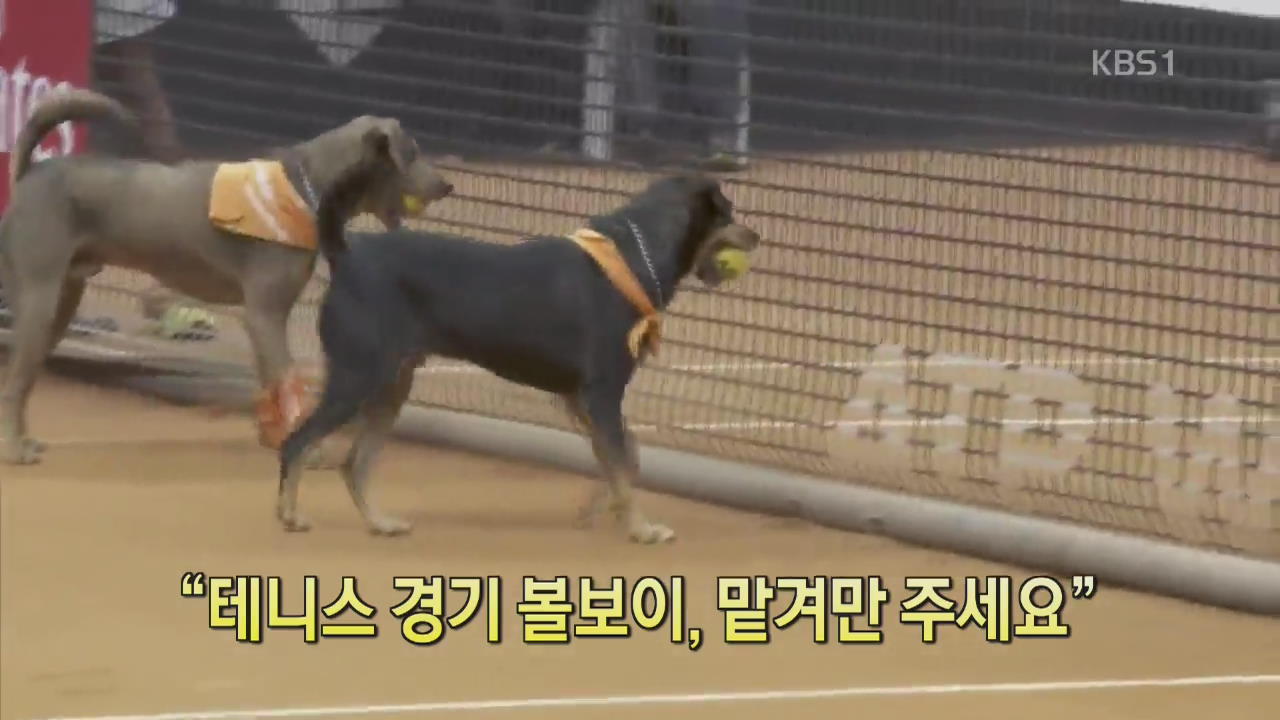 [세상의 창] “테니스 경기 볼보이, 맡겨만 주세요”