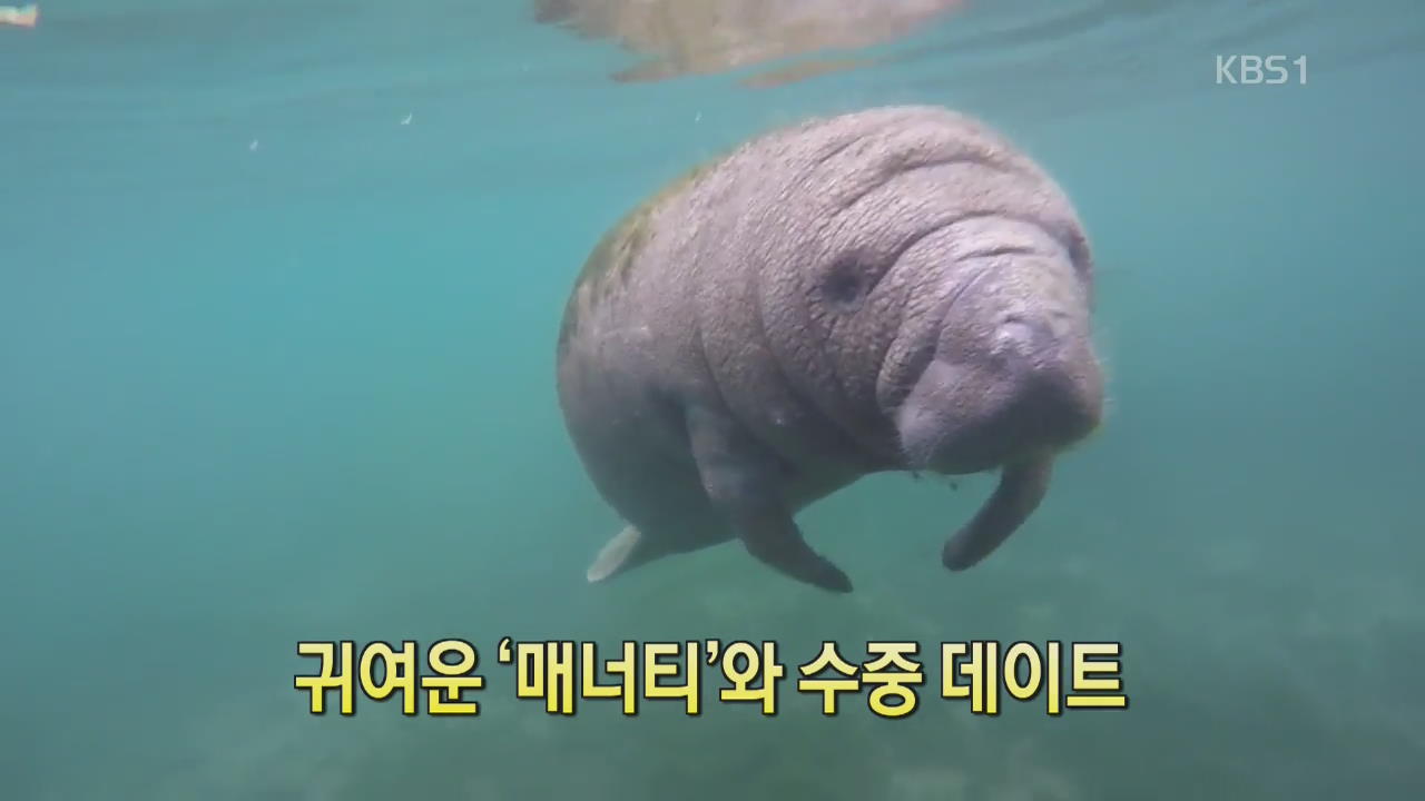[세상의 창] 귀여운 ‘매너티’와 수중 데이트