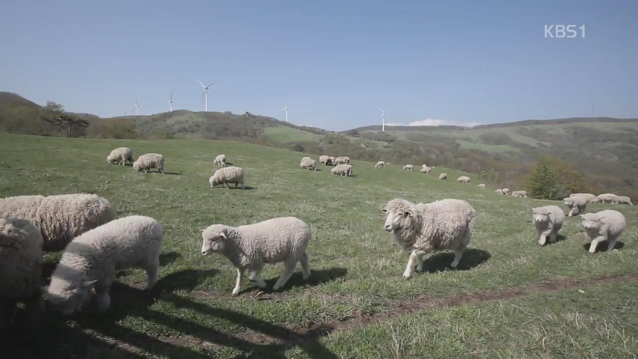 [뉴스광장 영상] 양떼 목장