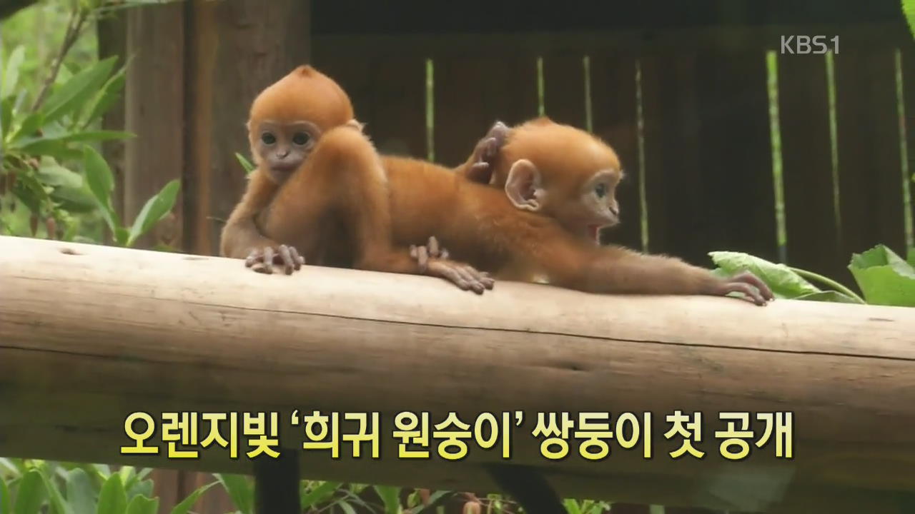 [디지털 광장] 오렌지빛 ‘희귀 원숭이’ 쌍둥이 첫 공개