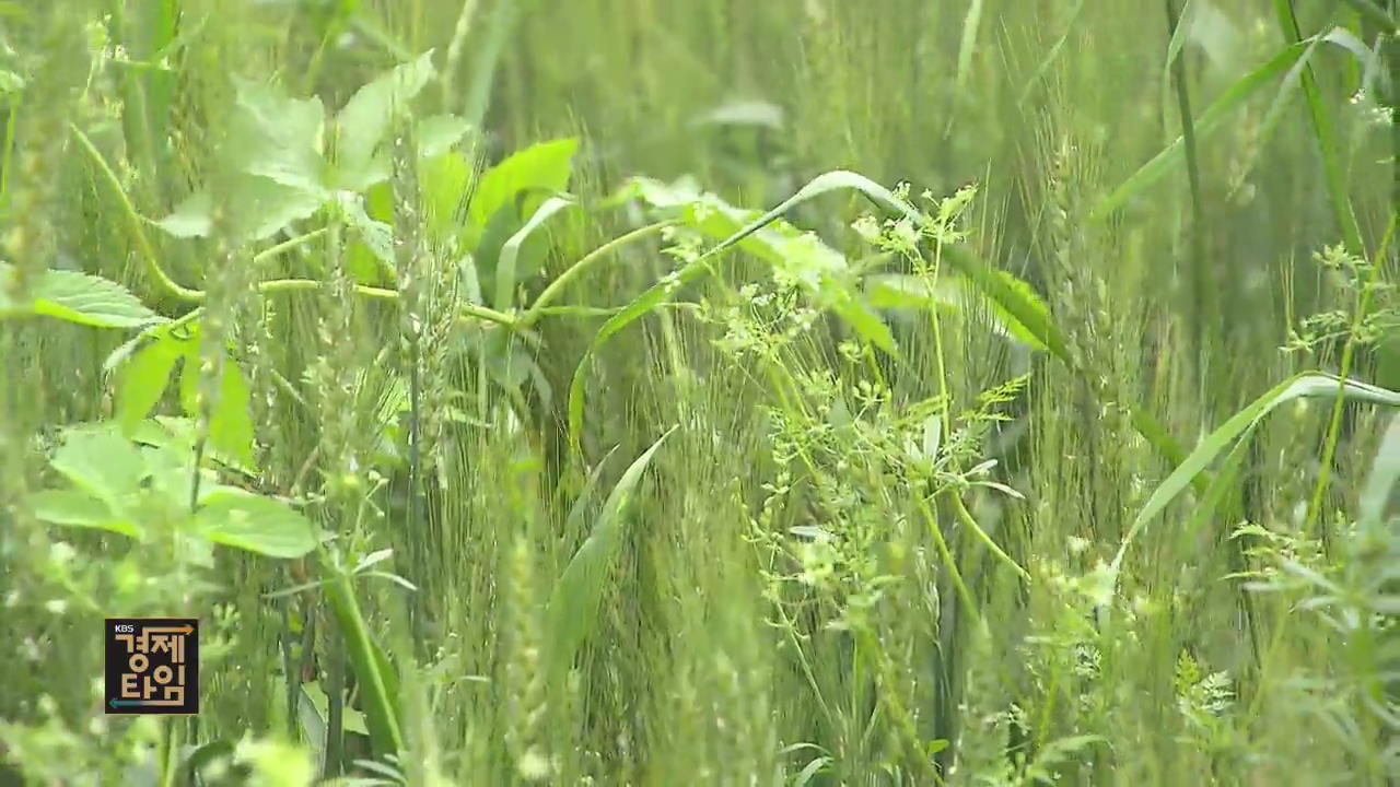 농경지에 ‘악성 잡초’ 급증…대책 시급