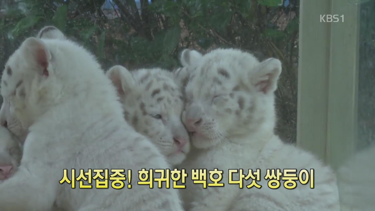 [디지털 광장] 시선집중! 희귀한 백호 다섯 쌍둥이