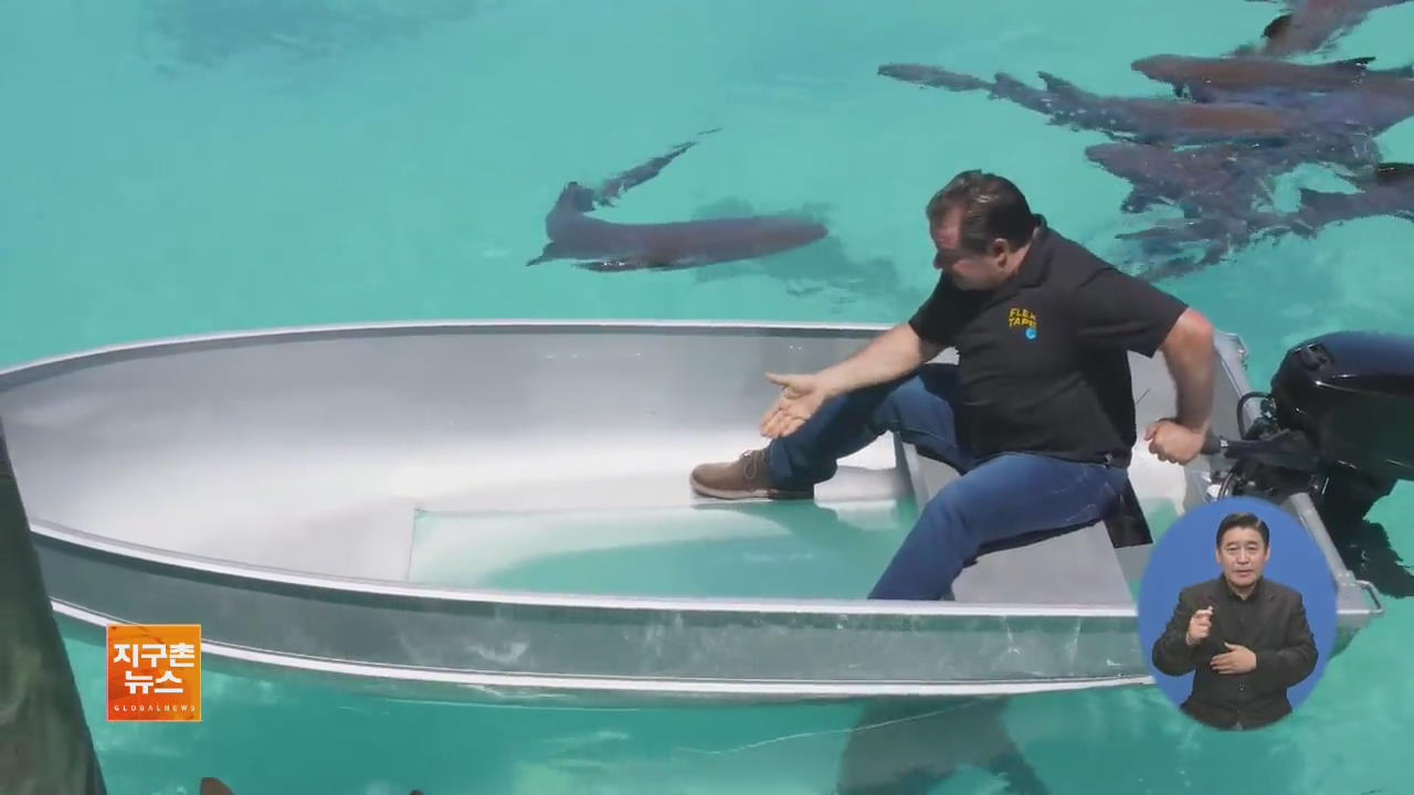 [지구촌 화제 영상] 상어 가득한 바다서 ‘방수테이프’ 실험
