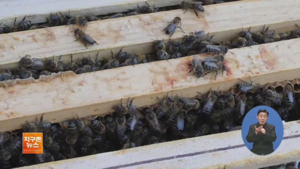 [지구촌 세계창] ‘양봉 도시’ 베를린…곳곳에 꿀벌 보금자리 외