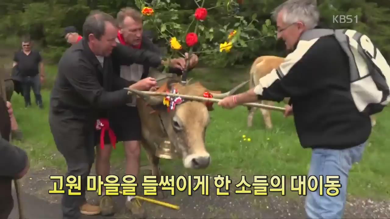 [디지털 광장] 고원 마을을 들썩이게 한 소들의 대이동