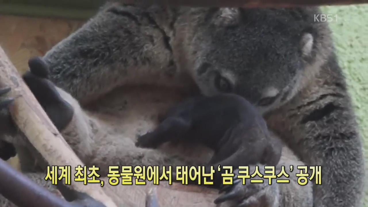 [디지털 광장] 세계 최초, 동물원에서 태어난 ‘곰 쿠스쿠스’ 공개