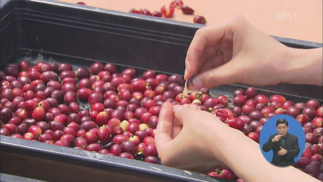 3년 만에 첫 수확, 발효 커피 생산 ‘시동’