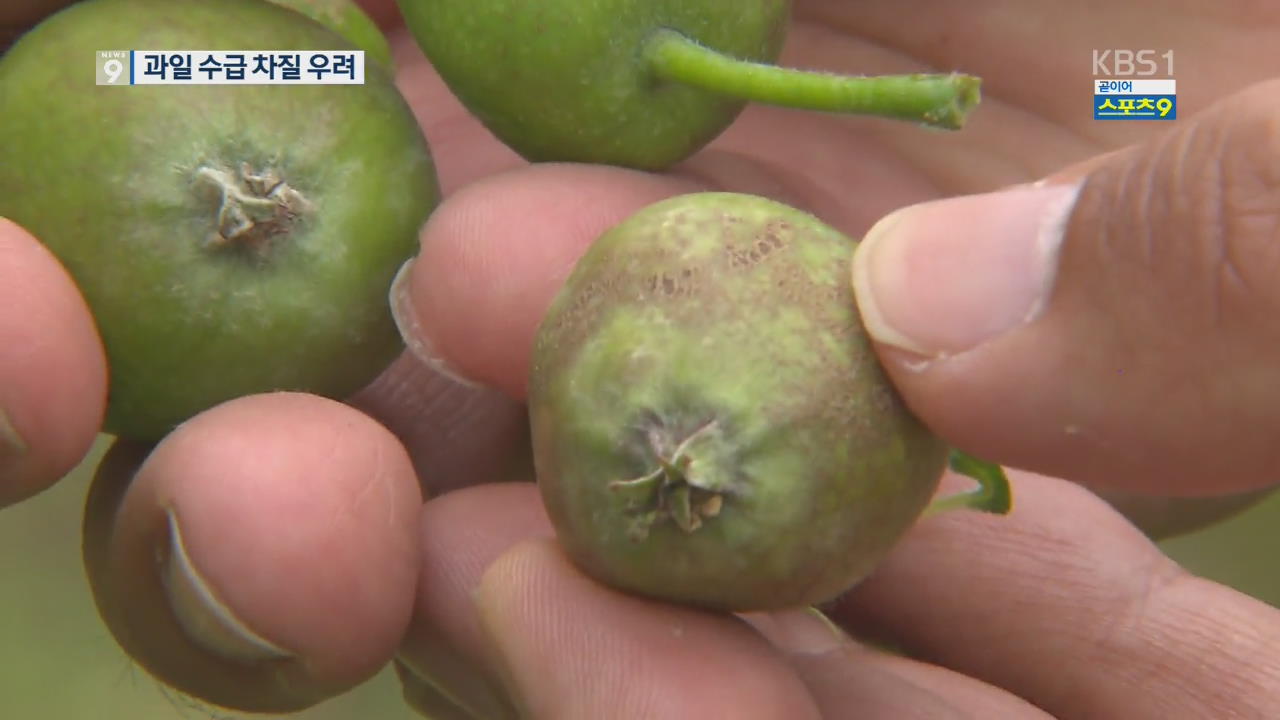 말라죽은 과일들…‘냉해’ 피해로 농사 포기
