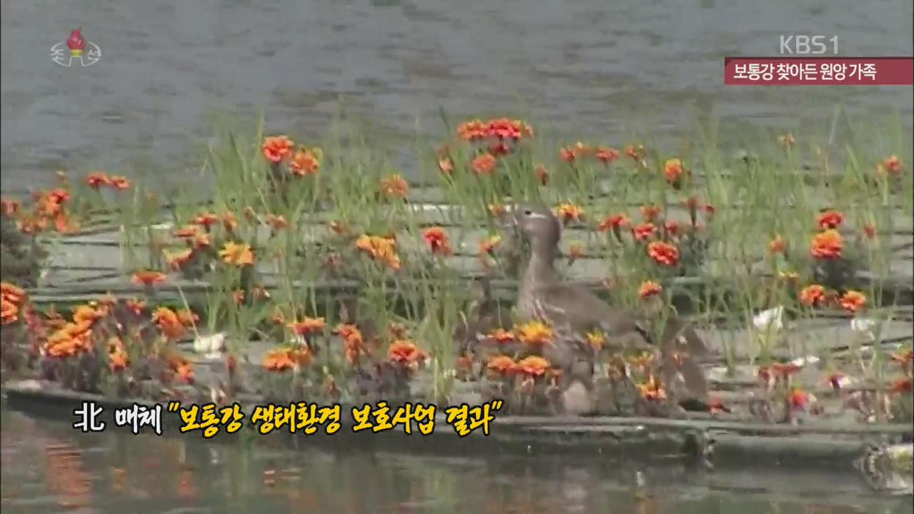 [북한영상] 보통강에 찾아든 원앙 가족