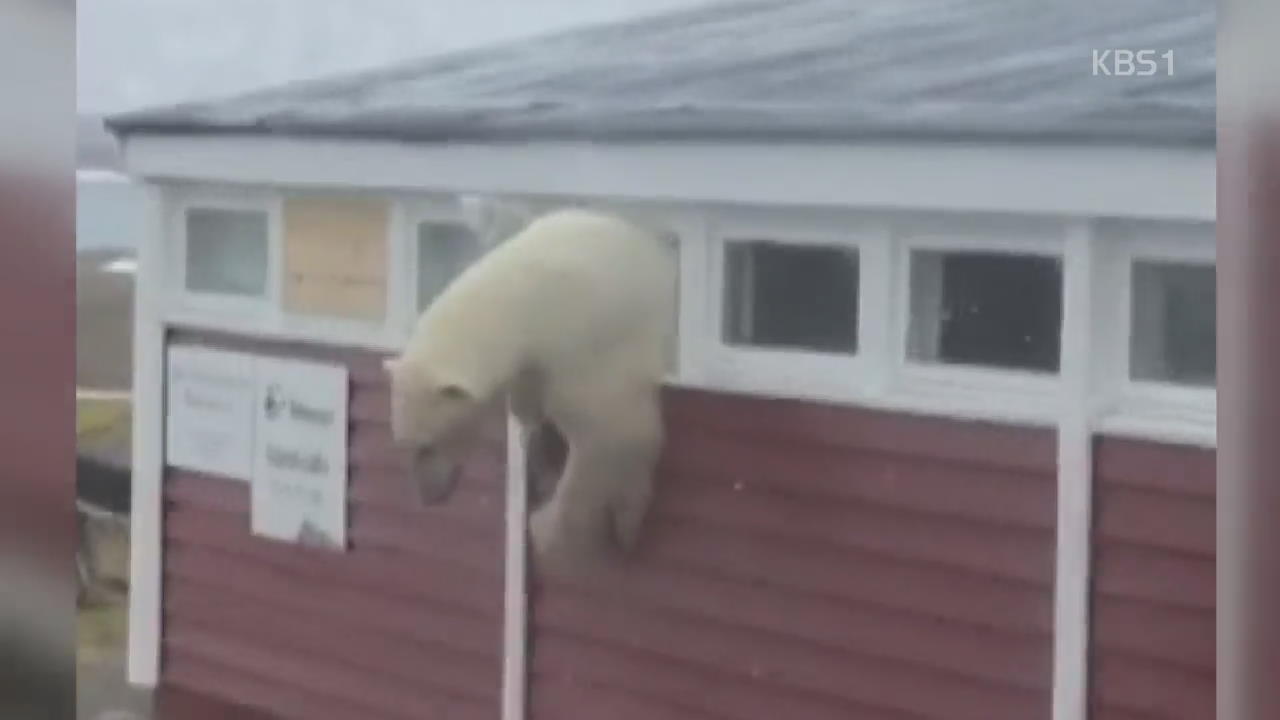 노르웨이 북극곰 필사의 탈출극