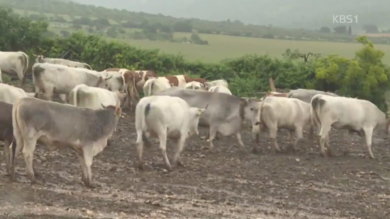이탈리아 “젖소 목초지 이동 전통, 세계 유산 검토”