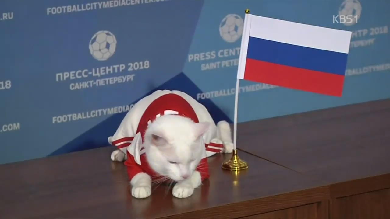 [오늘의 영상] 점쟁이 고양이, 러시아 vs 사우디 결과 예측!