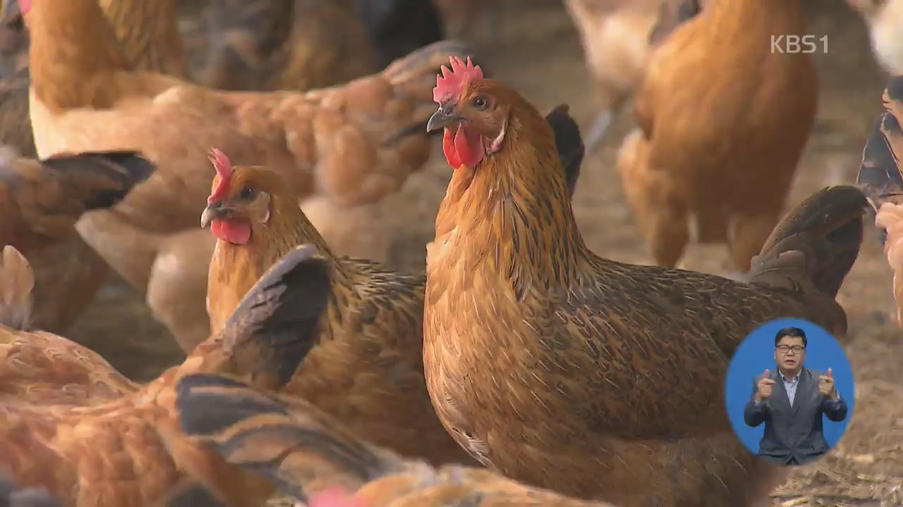 산지 닭값 폭락…소비자 체감 못하는 이유는?