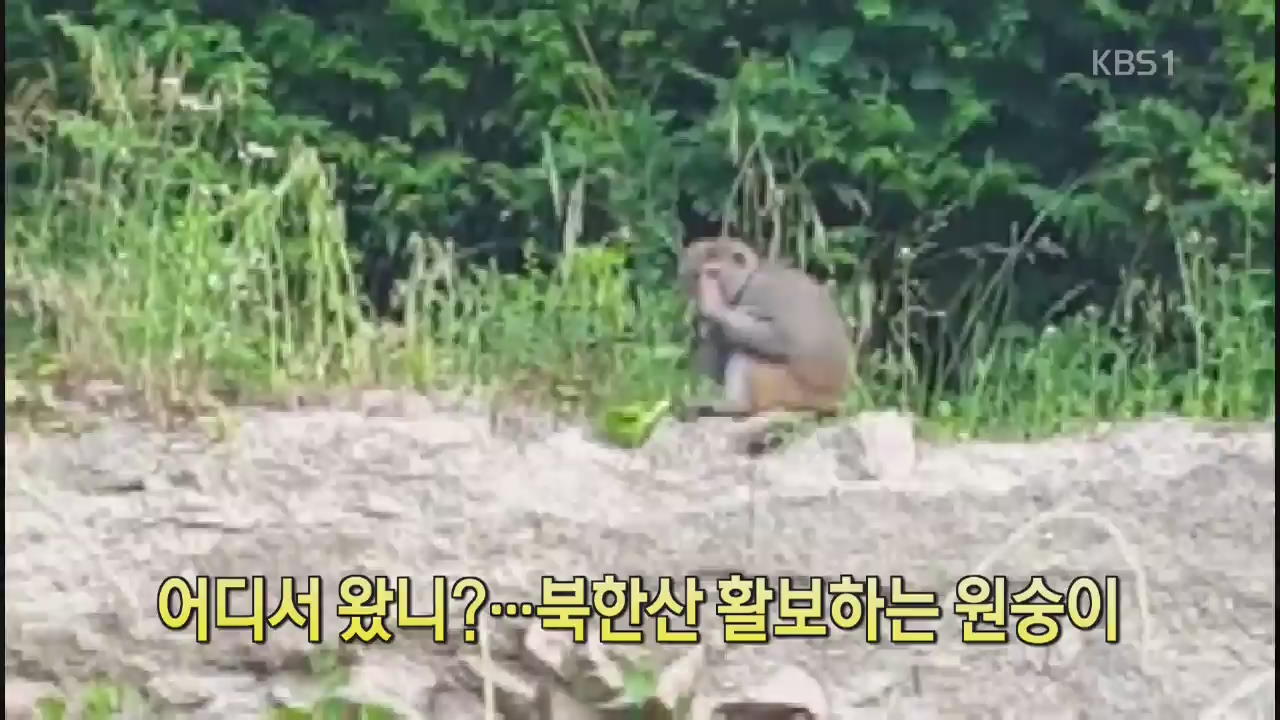 [디지털 광장] 어디서 왔니?…북한산 활보하는 원숭이