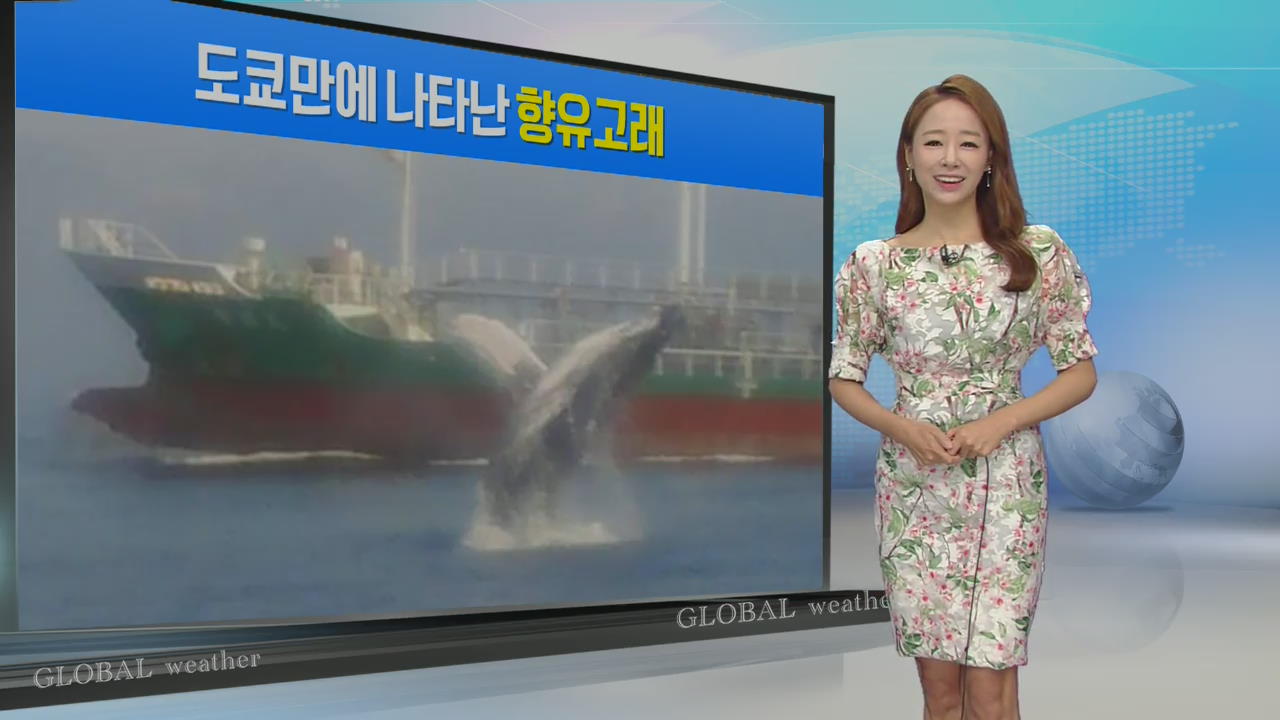 [지구촌 날씨] 도쿄만에 나타난 향유고래