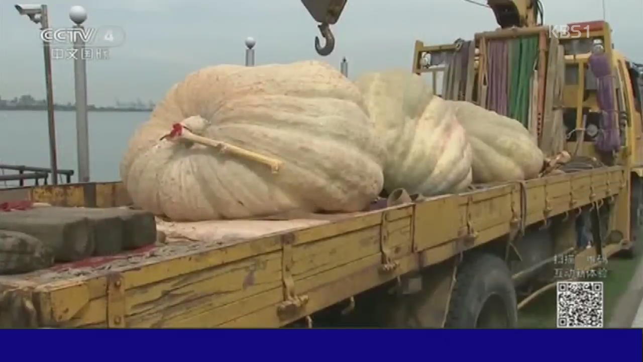 타이완, 무게 600kg 대형 호박 등장