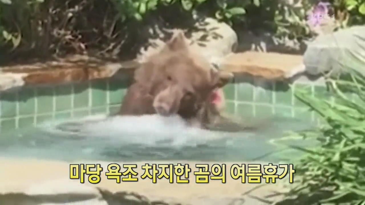 [디지털 광장] 마당 욕조 차지한 곰의 여름휴가