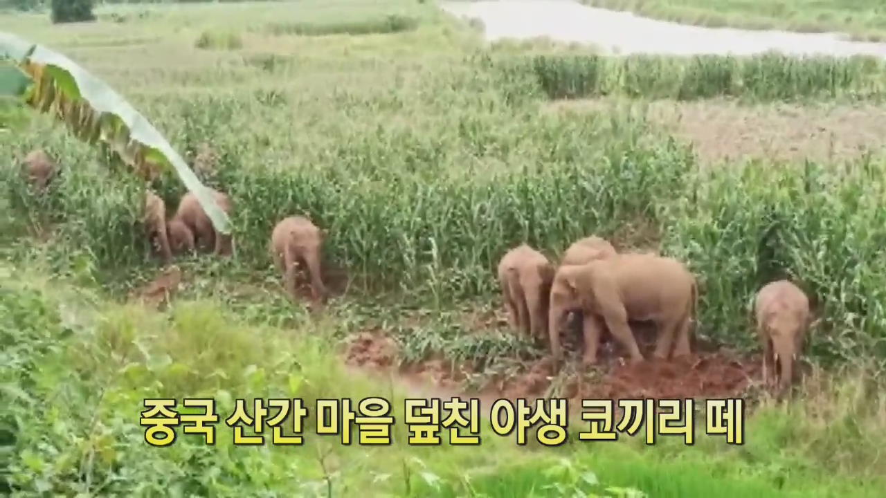 [디지털 광장] 중국 산간 마을 덮친 야생 코끼리떼