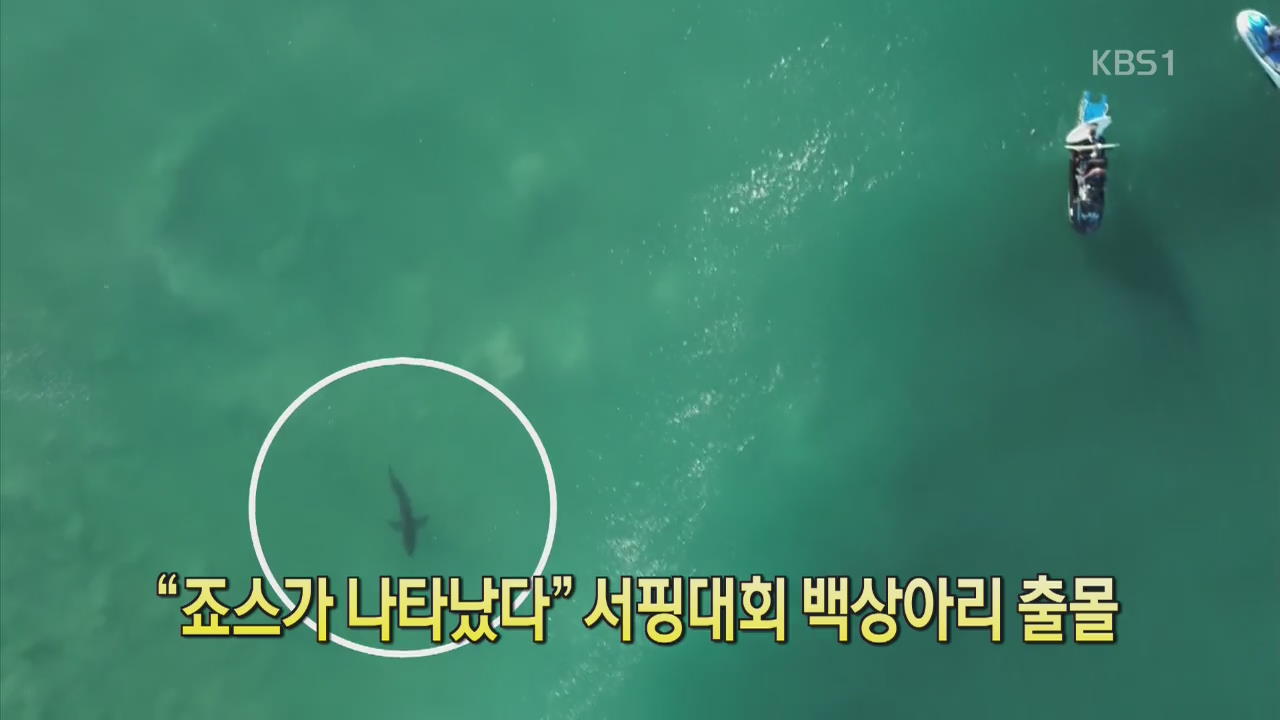 [디지털 광장] “죠스가 나타났다” 서핑대회 백상아리 출몰