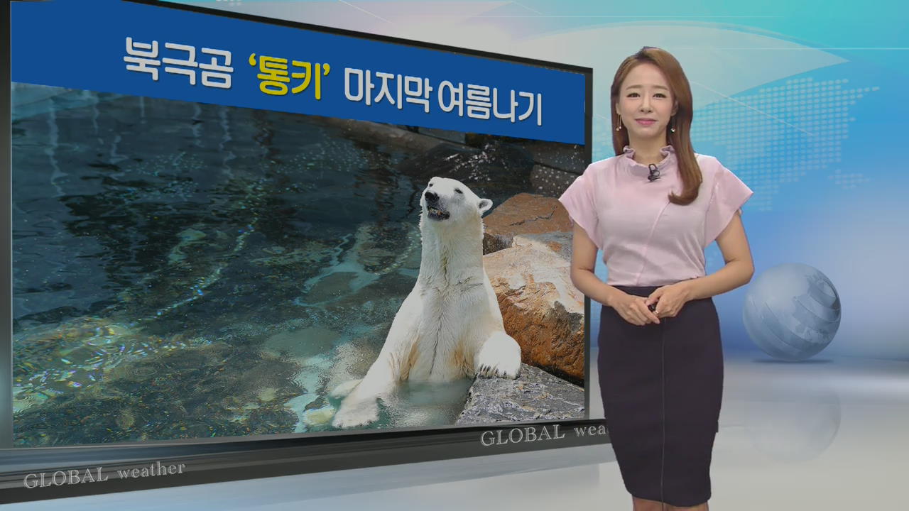[지구촌 날씨] 북극곰 통키의 마지막 여름나기
