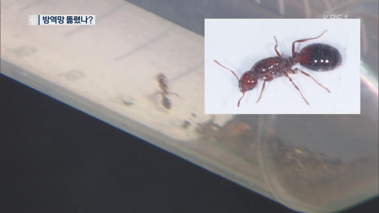 붉은불개미 여왕개미 인천서 첫 발견…확산 우려