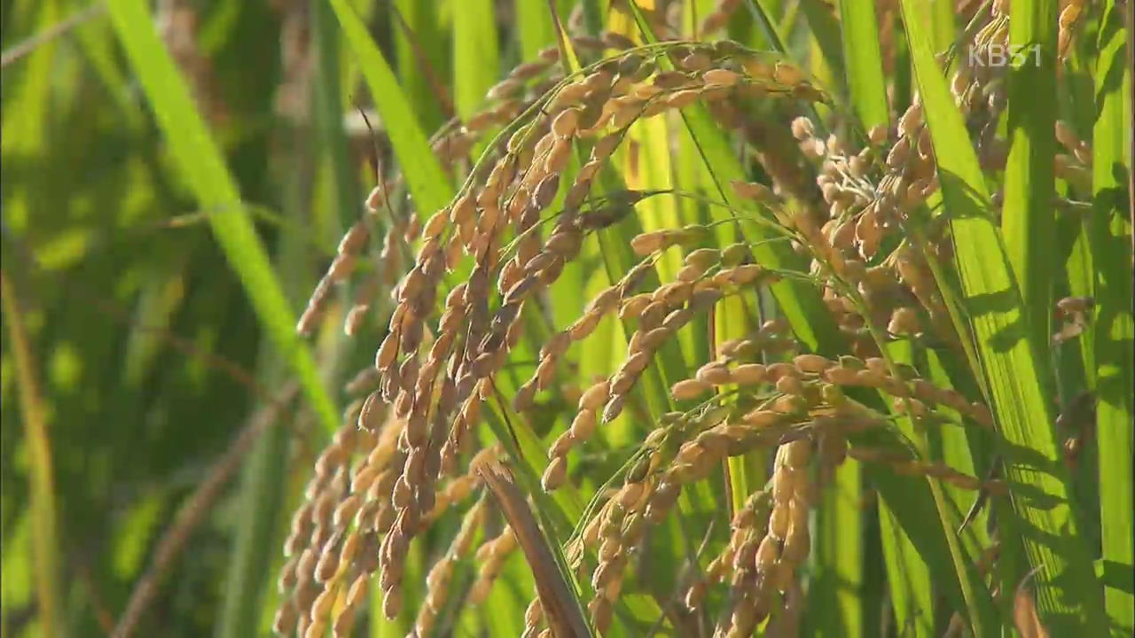 상반기 곡물값 상승 역대 최고…쌀값 영향