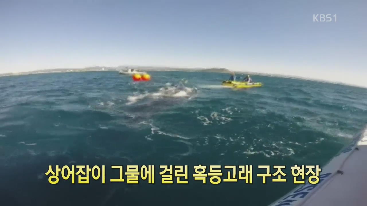 [디지털 광장] 상어잡이 그물에 걸린 혹등고래 구조 현장