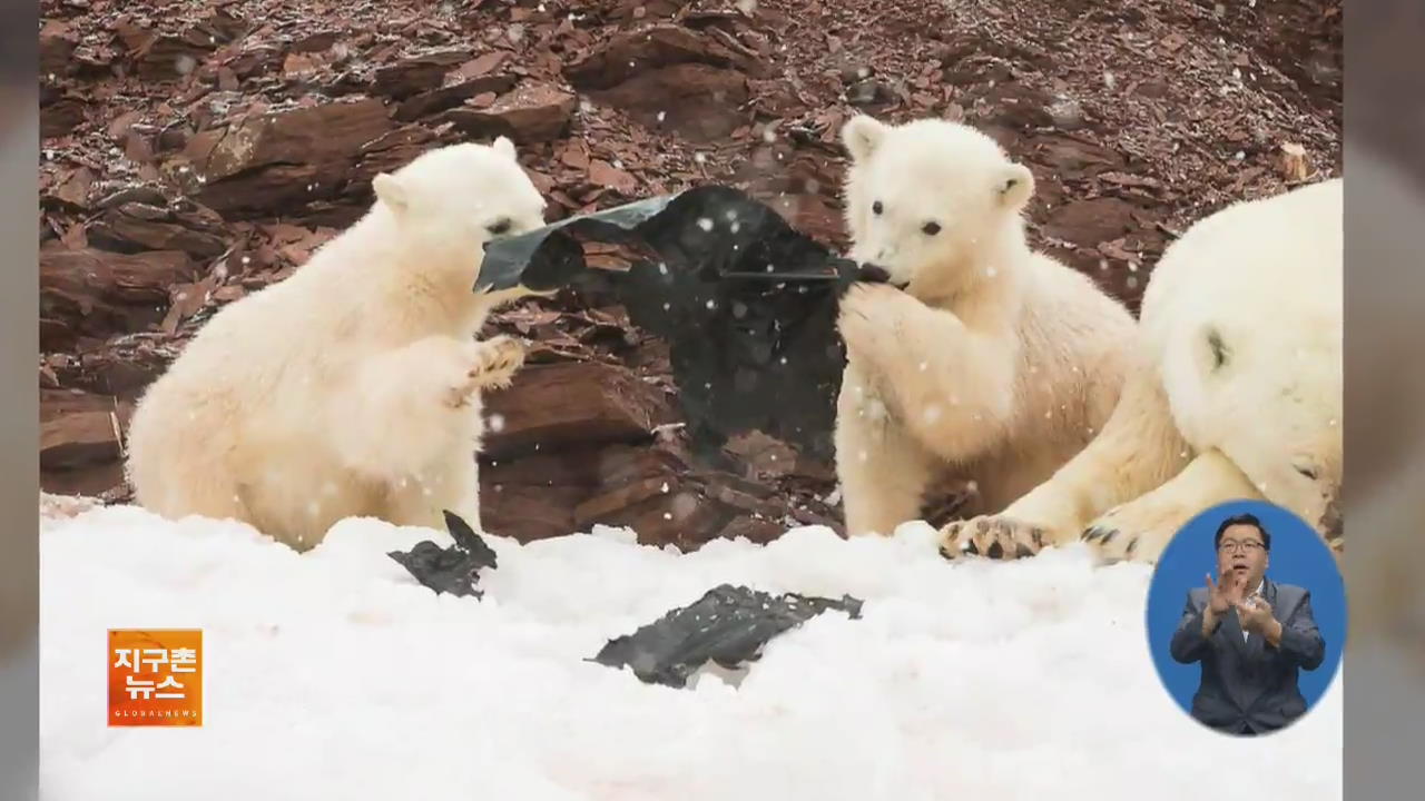 [지구촌 화제 영상] 플라스틱 먹는 북극곰…북극 오염 실태