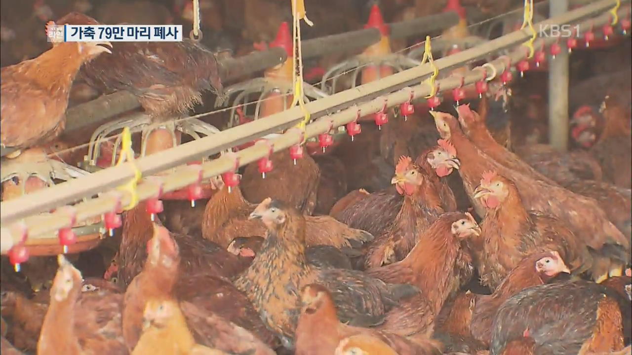닭·오리 등 79만마리 폭염으로 폐사
