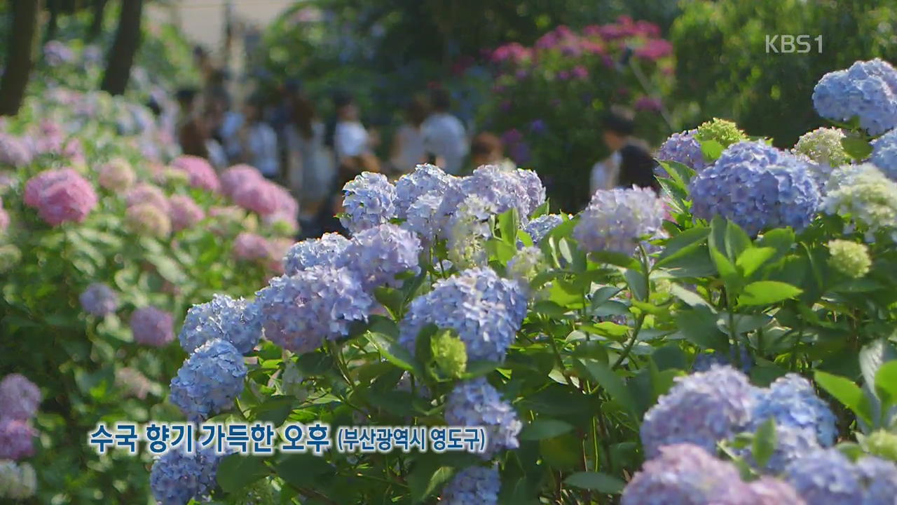 [뉴스광장 영상] 수국 향기 가득한 오후