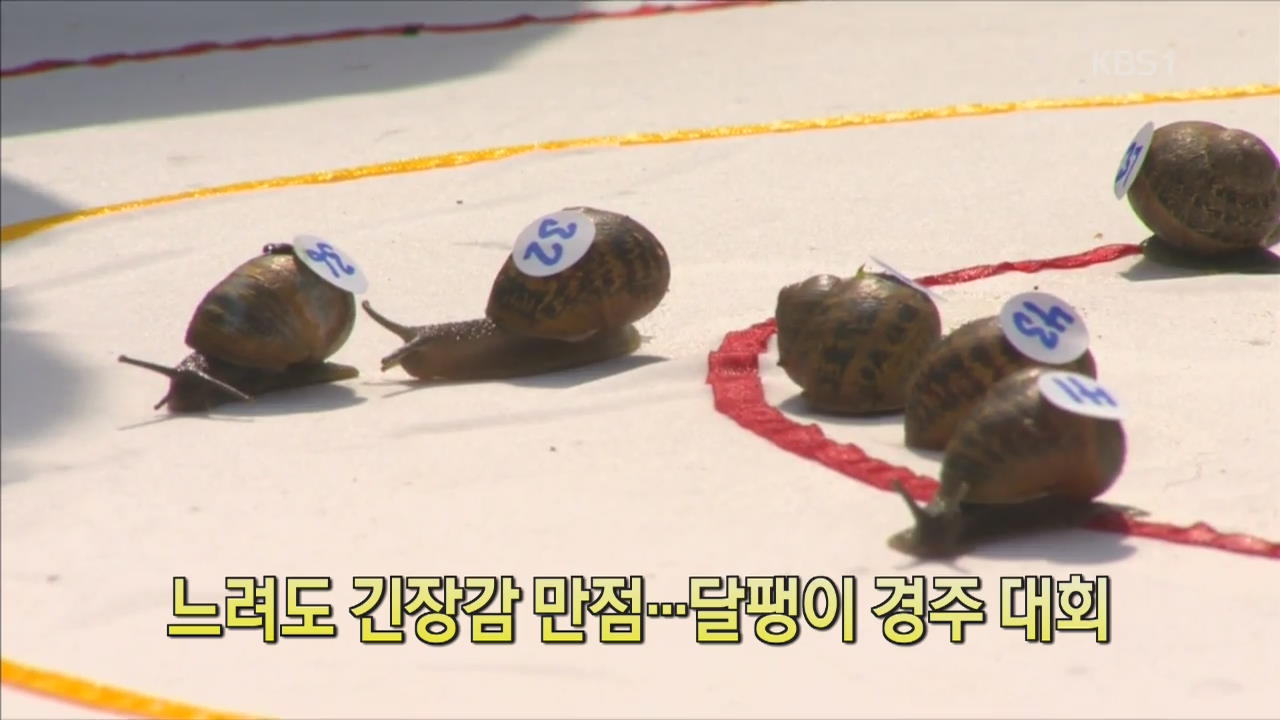 [디지털 광장] 느려도 긴장감 만점…달팽이 경주 대회