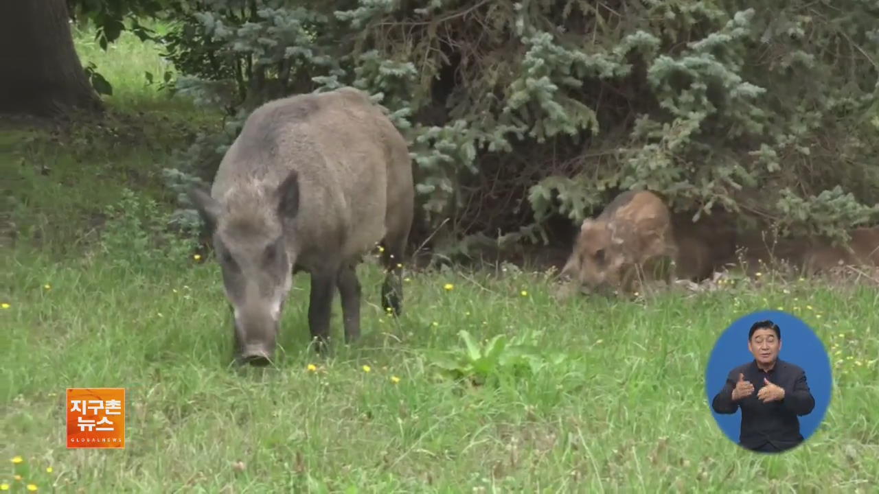 [지구촌 화제 영상] 멧돼지가 이웃사촌?…폴란드 마을 ‘골머리’