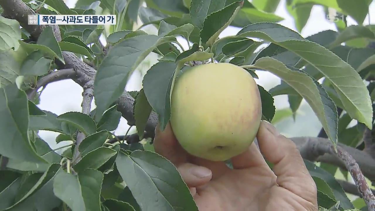 연일 폭염 기승 속 사과도 타들어가