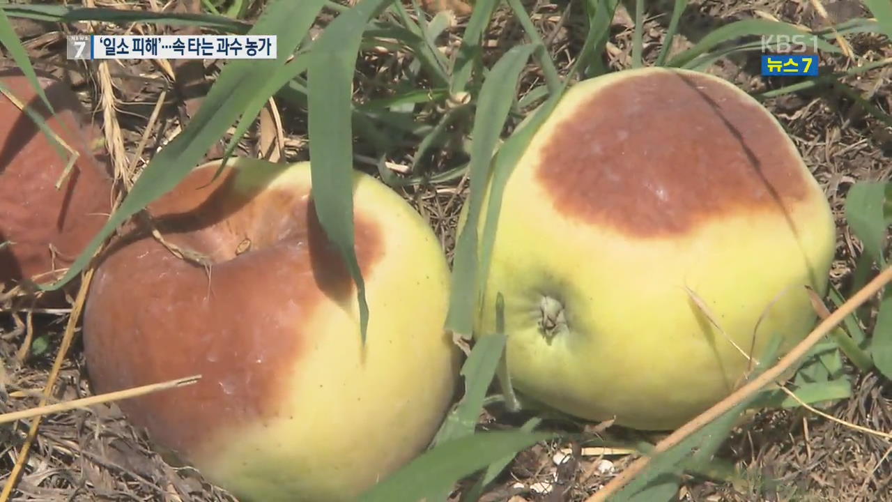 껍질 타들어 가는 사과·단감…폭염에 속 타는 농민