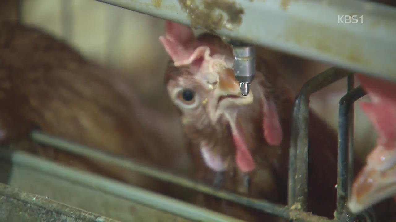 폭염 속 가축 관리도 비상…‘냉수 마신 닭’ 폐사 줄어
