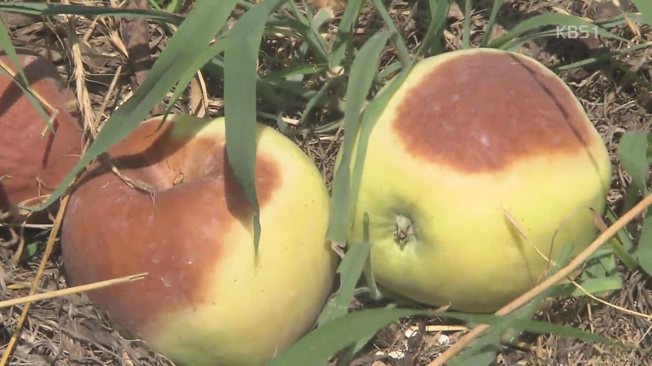 껍질 타들어가는 단감·사과…폭염에 속 타는 농민