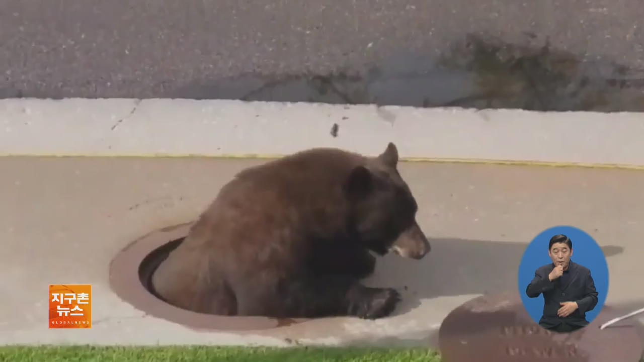 [지구촌 화제 영상] ‘살려주세요’ 배수구에 갇힌 곰 구출 작전