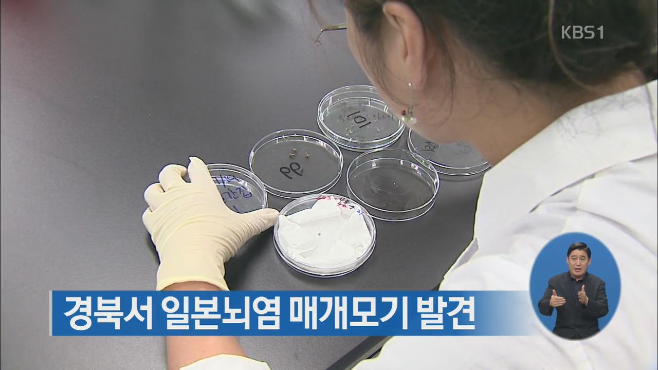 경북서 일본뇌염 매개모기 발견