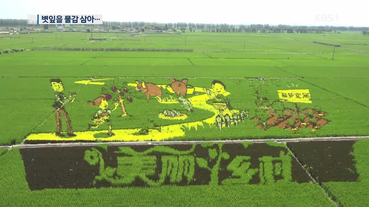 볏잎을 물감 삼아…가을걷이 앞둔 중국, ‘논 그림’ 장관