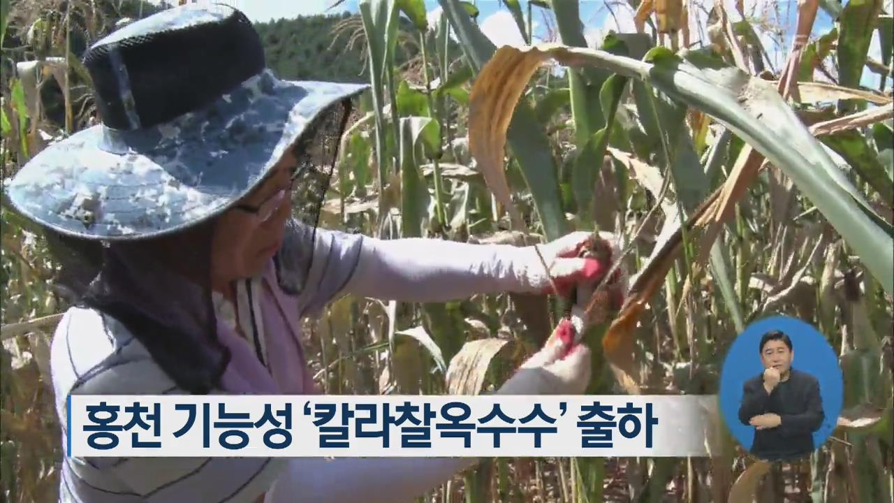 홍천 기능성 ‘칼라찰옥수수’ 출하