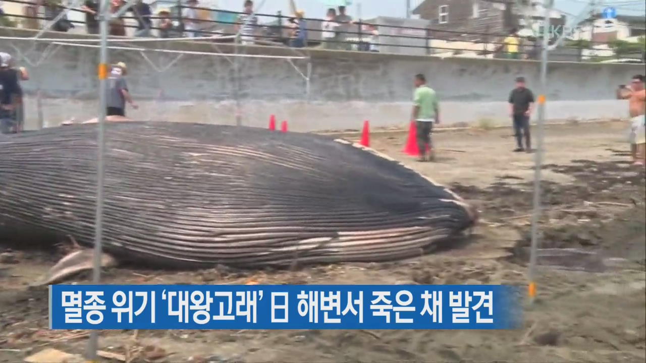 [지금 세계는] 멸종 위기 ‘대왕고래’ 日 해변서 죽은 채 발견