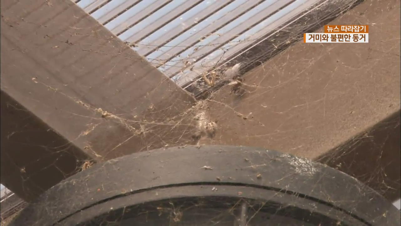 [뉴스 따라잡기] 1년 된 새 아파트에 거미가 ‘우글우글’…주민들 고통 호소