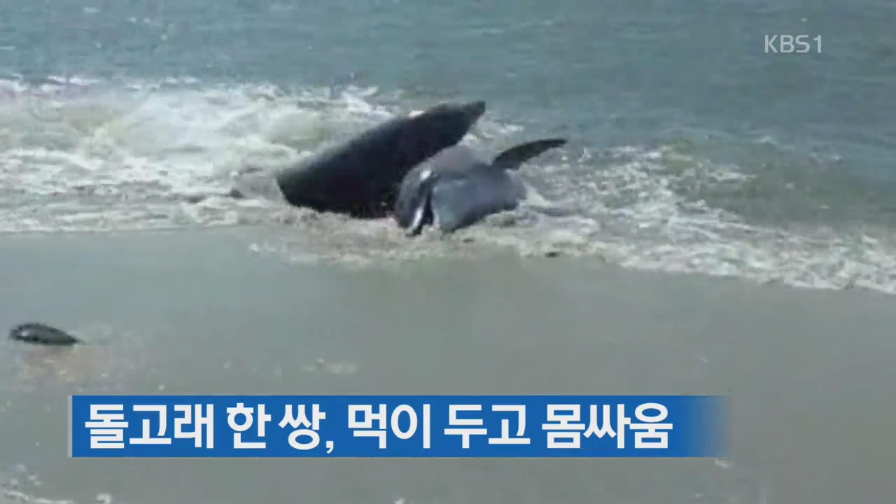 [지금 세계는] 돌고래 한 쌍, 먹이 두고 몸싸움