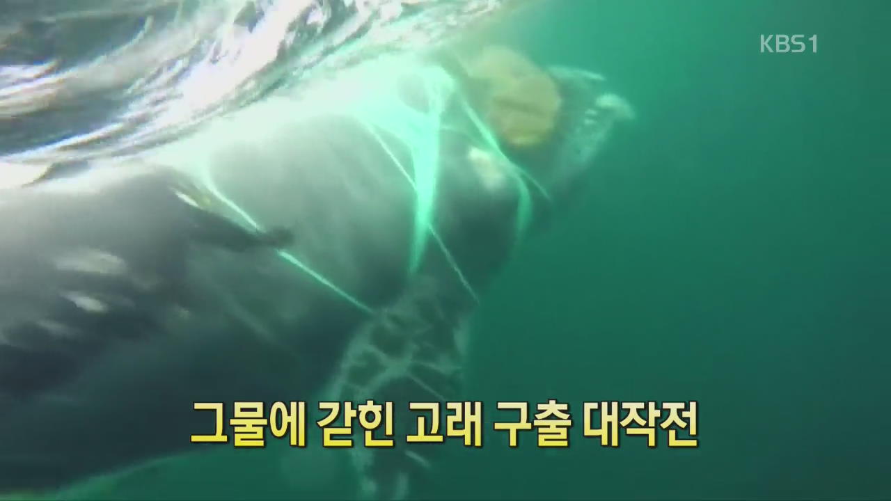[디지털 광장] 그물에 갇힌 고래 구출 대작전