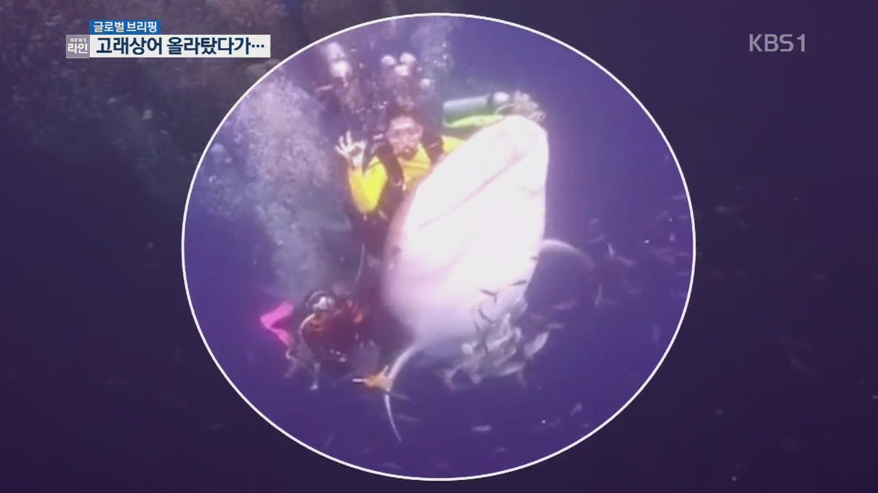 [글로벌 브리핑] 고래상어 올라타 잠수하다 체포