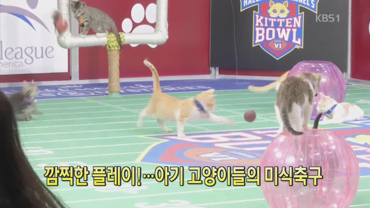 [디지털 광장] 깜찍한 플레이!…아기 고양이들의 미식축구