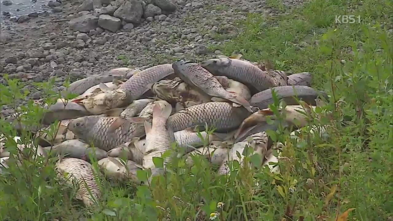 물고기 무덤으로 변해 버린 체코 연못…100톤 떼죽음