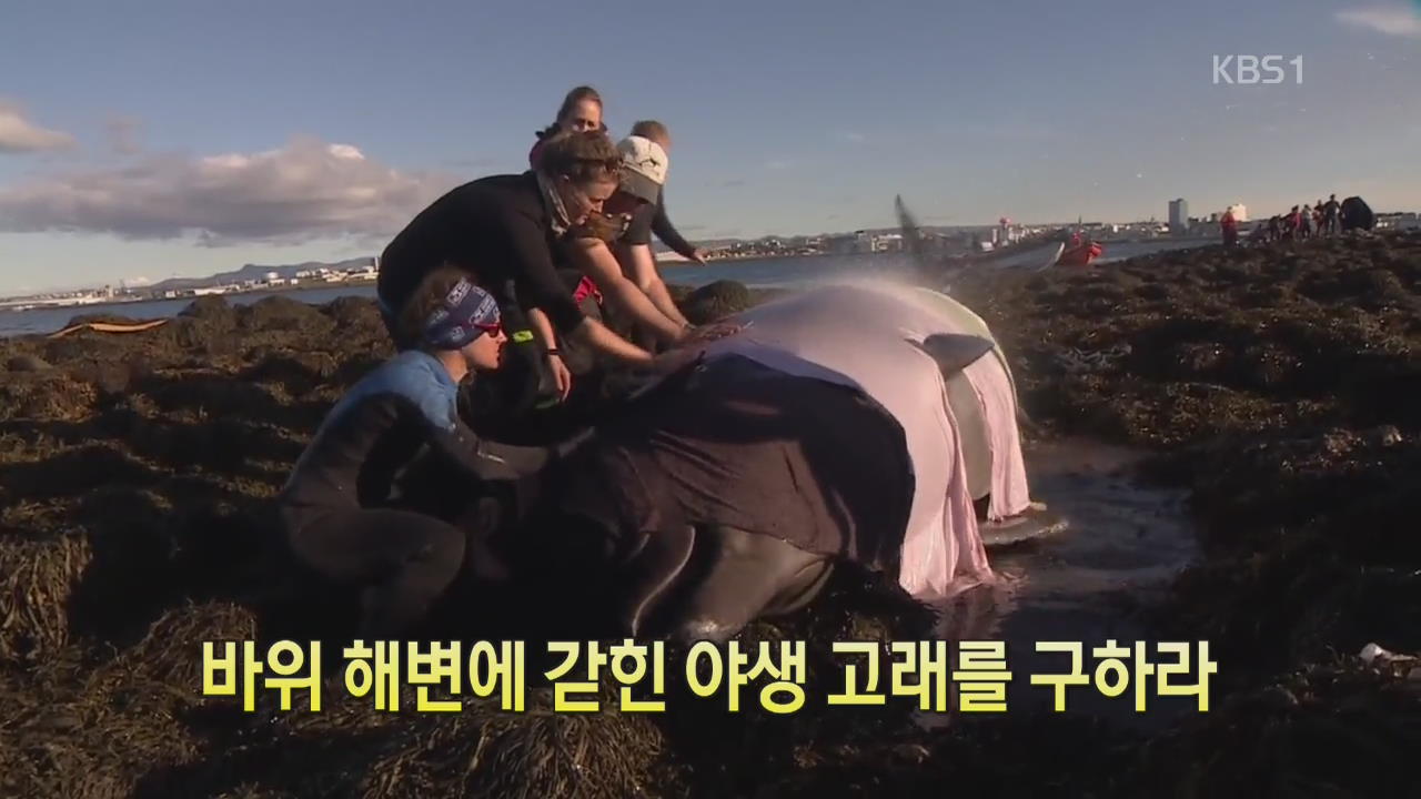 [디지털 광장] 바위 해변에 갇힌 야생 고래를 구하라